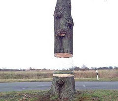 Daniel Siering And Mario Schu Create Hovering Tree Illusion (Video)